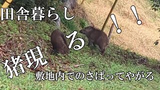 田舎暮らし　来たー　出たー　いのしし！