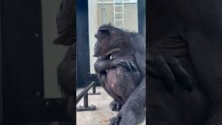 チンパンジー　旭山動物園 / Chimpanzee in Asahiyama Zoo.