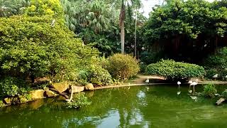 九龍公園的 ( 水禽人工湖 ) 裏面 ， 有一種外表很像又大又笨之雀鳥 ， 卻竟然十分喜歡飛到湖畔的 ( 樹頂上面 ) 休息 。 VID 20170831 165420