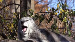 The Wind Howled Zephyr