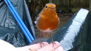 Hand Feeding Birds Ray The Robin Having his Evening Meal 21/01/25