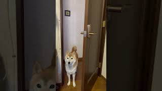 時間になると散歩の誘いにやって来る柴犬マメ