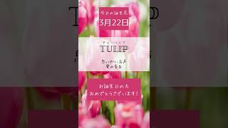 【今日の誕生花】3月22日 チューリップ