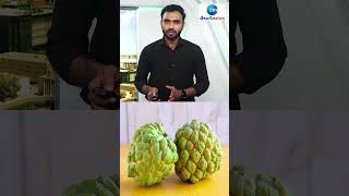 సీతాఫలం తింటే.. గుండె సమస్యలు రావంట..! | Fruits | Healthy Tips | ZEE Telugu News