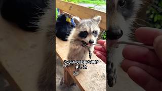 この家族は赤ちゃんアライグマを救い、それから...