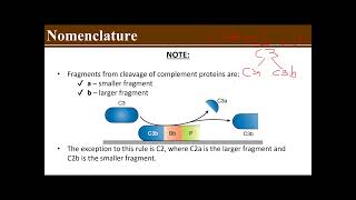 MODULE 4 COMPLEMENT SYSTEM
