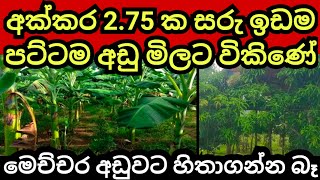 අක්කර 2 3/4 ක ඉඩම පට්ටම අඩුවට | Land for sale in sri lanka | Aduwata idam | Agriculture land | idam