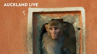 Planet Earth II Live in Concert | Auckland Live