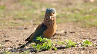 Indian Roller Feeding on Ground