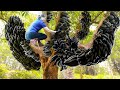 HOW TO Harvesting Crow Fruit Goes to market sell - Harvesting and Cooking | Luyến Harvesting