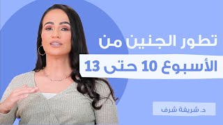 تطور الجنين من الأسبوع 10 حتى 13 | أمومة