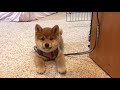 shiba inu puppy moko’s first month at home！ 柴犬宝宝moko一个月成长日记！