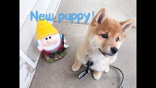 Shiba Inu puppy Moko’s first month at home！ 柴犬宝宝Moko一个月成长日记！