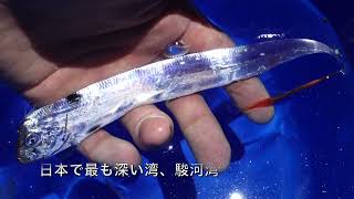 冬の駿河湾で深海魚を発見