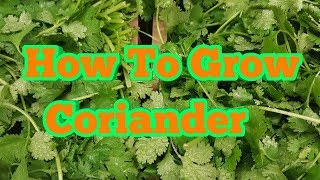 Episode 7 - How to Grow Coriander From Seeds (Dhania/Cilantro) Herbs - Shokher Bagan