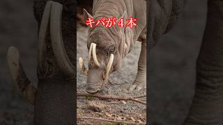 死を見つめる動物 バビルサの最期 #shorts