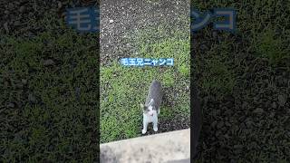 ネコと子ネコとおじさん　毛玉兄ニャンコのjumpingただいま〜‼️ #shorts #cat #cats #猫 #猫のいる暮らし #毛玉ニャンコ #猫動画 #ねこ #ネコ