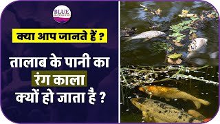 क्या आप जानते हैं ?  तालाब के पानी का रंग काला क्यों हो जाता है ? How To Control Black Water