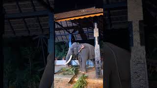 Ettumanoor Shri Mahadeva Temple | Elephant 🐘