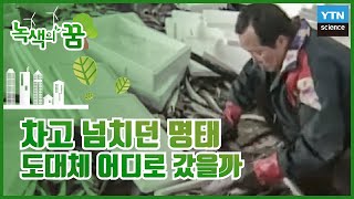 사라지는 어족자원, 명태·연어 [녹색의 꿈] / YTN 사이언스