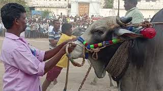 అల్లాడుపల్లి సీనియర్ మొదటి బహుమతి సాధించిన వి మార్తల చంద్రఓబుల్ రెడ్డి గారు గౌరవ సర్పంచ్ 🥇