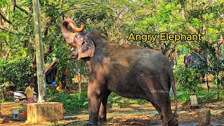 Angry Elephant |#elephants #tinyelephants #elephantlover #babyelephants #elephant #aana #aanakkaryam