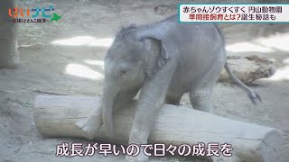 円山動物園　赤ちゃんゾウ誕生の効果は　１０月１４日放送