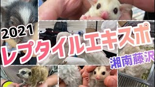 エキゾチックレプタイルエキスポに遊びに行きました！！【湘南藤沢レプタイルエキスポ2021】