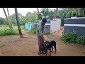 dog നെ അനുസരണ പഠിപ്പിക്കാം.. കടിക്കുന്ന dog.. എളുപ്പത്തിൽ ആർക്കും അനുസരിപ്പിക്കാൻ..dog training