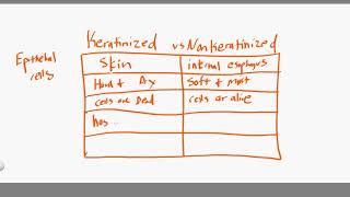 keratinized vs nonkeratinzed