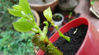 How to grow black pakistani mulberry from cuttings | part 2