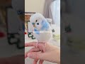 【セキセイインコ】とサンタの贈り物 セキセイインコ インコ インコ動画 インコと暮らす