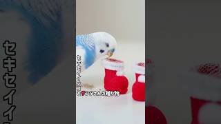 【セキセイインコ】とサンタの贈り物 #セキセイインコ #インコ #インコ動画 #インコと暮らす