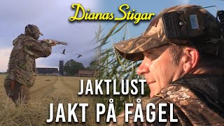 Jaktlust - Jakt på fågel (Gås och And)