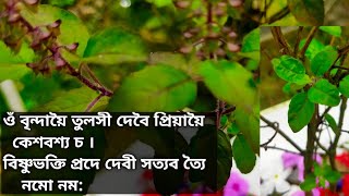 #tulshi #holybasil #benifits   তুলসীৰ উপকাৰিতা