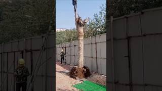 Trick for uprooting a tree #shortsfeed #shortvideo #viralshort