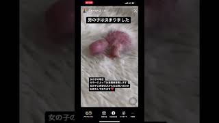 ウロコインコ女の子の里親様募集中#shorts#ウロコインコ#ウロコインコ里親募集