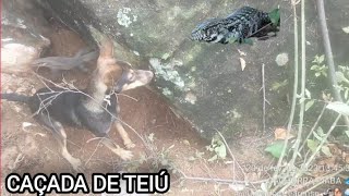 CAÇADA DE TEIÚ 🌧️🦨🌵🐕