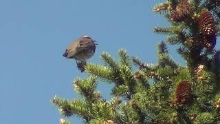 Punakylkirastas laulaa ääni, Turdus iliacus