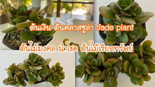 ต้นเงิน ต้นคลาสซูล่า ต้นไม้เรียกเงิน | Jade Plant