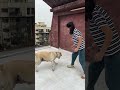 cute dog 🐶 playing with ball 🥎 shortvideo video trending