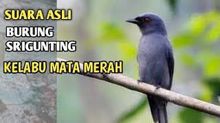 Suara asli burung srigunting kelabu mata merah | singing birds