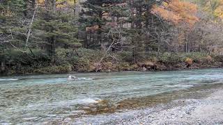 長野　上高地　唐松  自然探勝ゾーン　Nagano KamiKochi Exploring zone　紅葉　autumn leaves🍁 Japanese LarchLarix kaempferi