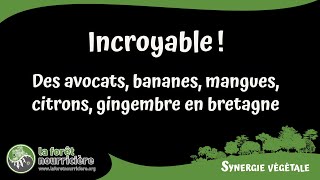 Incroyable des avocats, des bananes, des citrons, du gingembre en Bretagne