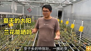 兰花种植小技巧，阳光对兰花的生长作用大吗，有什么区别？