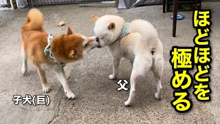 相手によって対応を変える子犬(巨)がとても賢い！