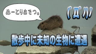 散歩中に出会ったヌートリア