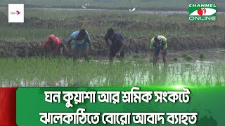 ঘন কুয়াশা আর শ্রমিক সংকটে ঝালকাঠিতে বোরো আবাদ ব্যাহত