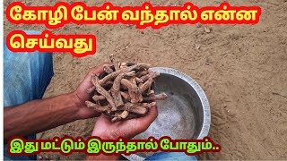 கோழி பேனுக்கு இதை செய்தால் போதும் | Koli pean marunthu