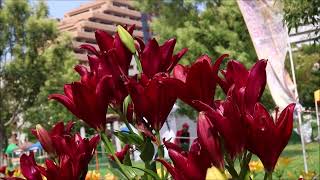 Аллея лилий. Пик цветения разноцветных Lilium maculatum.